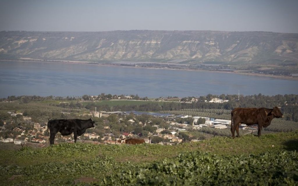 A cow stands in a field overlooking the Sea of Galilee, northern Israel, on February 18, 2017. (Nati Shohat/Flash90)