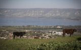 A cow stands in a field overlooking the Sea of Galilee, northern Israel, on February 18, 2017. (Nati Shohat/Flash90)