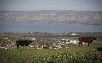 A cow stands in a field overlooking the Sea of Galilee, northern Israel, on February 18, 2017. (Nati Shohat/Flash90)