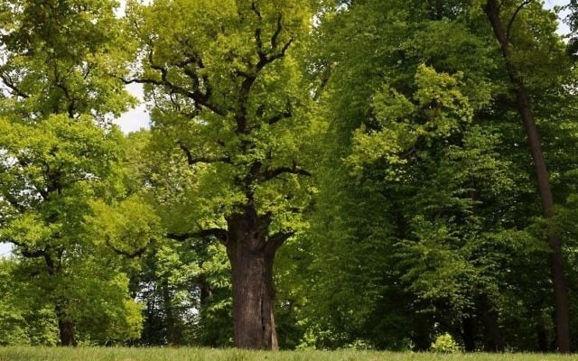 The Oak Józef, in Wiśniowa, Poland, was voted the 2017 European Tree of the Year. (Rafał Godek/TreeoftheYear.org) The Oak Józef, in Wiśniowa, Poland, was voted the 2017 European Tree of the Year. (Rafał Godek/TreeoftheYear.org)