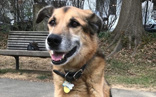 The author’s dog, Zevy, who died of cancer. (Ron Kampeas)