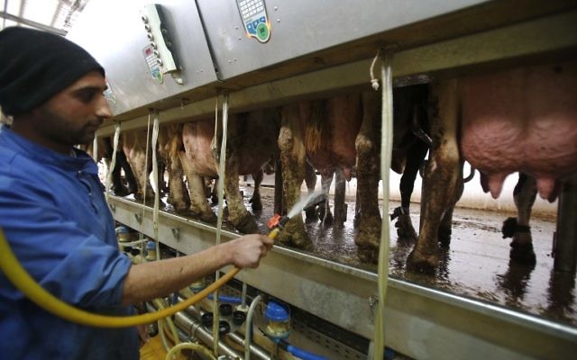 Illustrative: A Palestinian farmer hoses off the udders of cows at the Jebrini dairy farm in the West Bank town of Hebron, April 10, 2017. (AFP Photo/Hazem Bader) Illustrative: A Palestinian farmer hoses off the udders of cows at the Jebrini dairy farm in the West Bank town of Hebron, April 10, 2017. (AFP Photo/Hazem Bader)