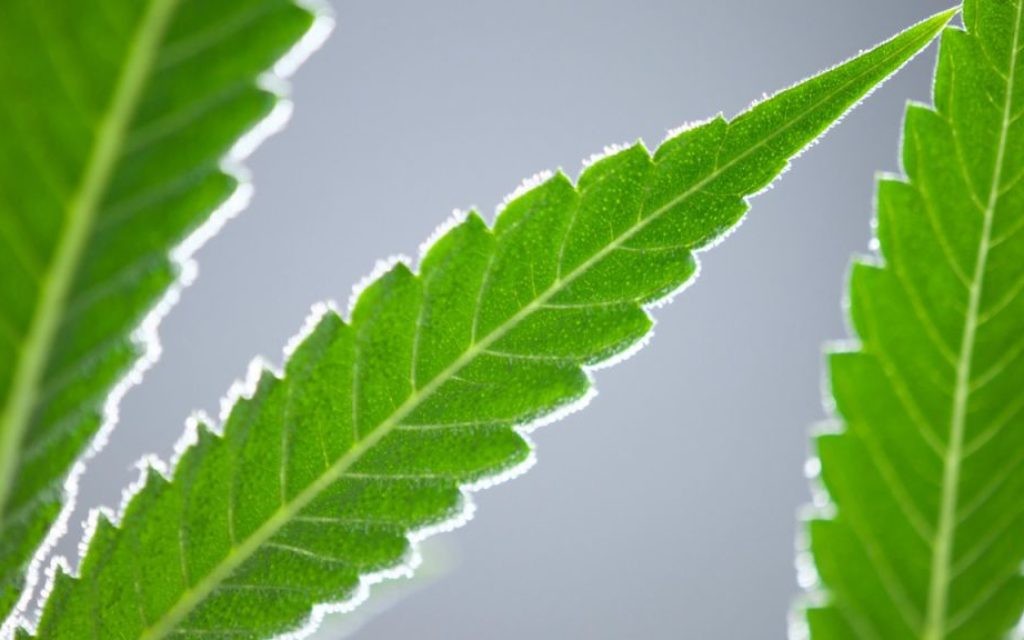 Photographs from Ezra Soiferman’s ‘Macrojuana’ series (©Perpetuum Productions)