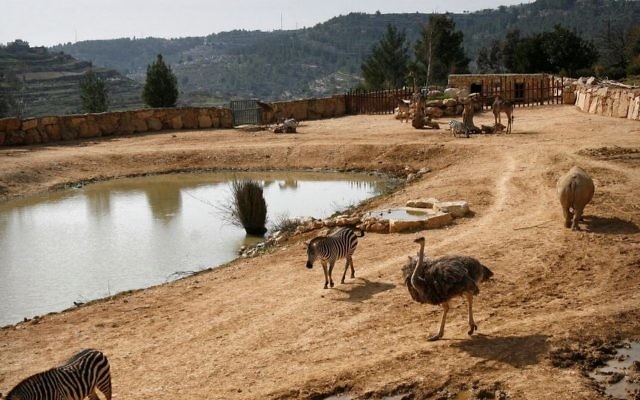 A general view of The Biblical Zoo in Jerusalem, March 11, 2008. (Michal Fattal/Flash90) A general view of The Biblical Zoo in Jerusalem, March 11, 2008. (Michal Fattal/Flash90)