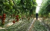 Illustrative: An undated image of a farmer in the western Negev inspecting a crop of cherry tomatoes. (Gili Yaari/Flash90)