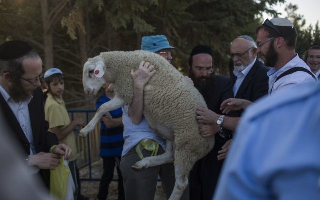 A sheep is carried for the Passover sacrifice 'practice' ceremony at Beit Orot in East Jerusalem, on April 18, 2016. (Hadas Parush/Flash90 ) A sheep is carried for the Passover sacrifice 'practice' ceremony at Beit Orot in East Jerusalem, on April 18, 2016. (Hadas Parush/Flash90 )