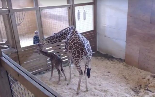April the giraffe with her newborn baby at the zoo in Harpursville, New York, on April 15, 2017. (Screen capture: YouTube) April the giraffe with her newborn baby at the zoo in Harpursville, New York, on April 15, 2017. (Screen capture: YouTube)