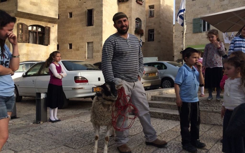 A sheep that is due to be slaughtered as part of a demonstration about the Passover sacrifice in Jerusalem's Old City on April 6, 2017. (Alexander Fulbright/Times of Israel)