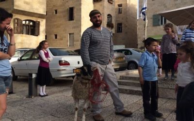 A sheep that is due to be slaughtered as part of a demonstration about the Passover sacrifice in Jerusalem's Old City on April 6, 2017. (Alexander Fulbright/Times of Israel)