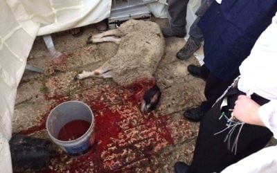 A sheep that was slaughtered as part of a demonstration about the Passover sacrifice in Jerusalem's Old City on April 6, 2017. (Alexander Fulbright/Times of Israel)