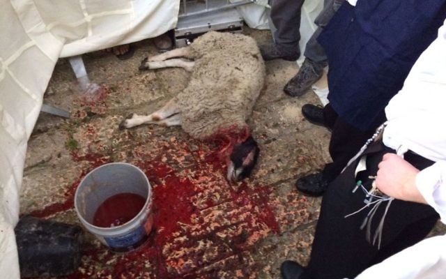 A sheep that was slaughtered as part of a demonstration about the Passover sacrifice in Jerusalem's Old City on April 6, 2017. (Alexander Fulbright/Times of Israel)