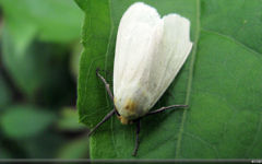 Picture of a whitefly (Courtesy: Jyothish Kumar P.G. at Flickr)