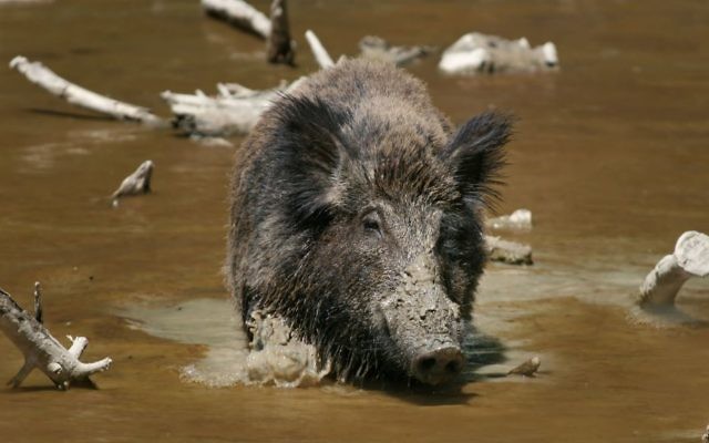 Illustrative: A wild boar. (Wikipedia/Richard Bartz/CC BY-SA 2.5)