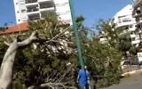 A tree that toppled in a Kfar Saba street, killing a 65-year-old woman, April 5, 2017 (YouTube screenshot)