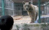 A boy looks at a bear at the Qalqilya Zoo. (YouTube screenshot)