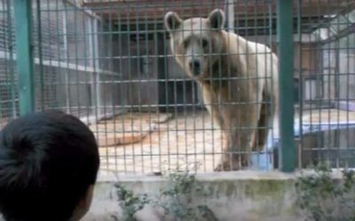 A boy looks at a bear at the Qalqilya Zoo. (YouTube screenshot)