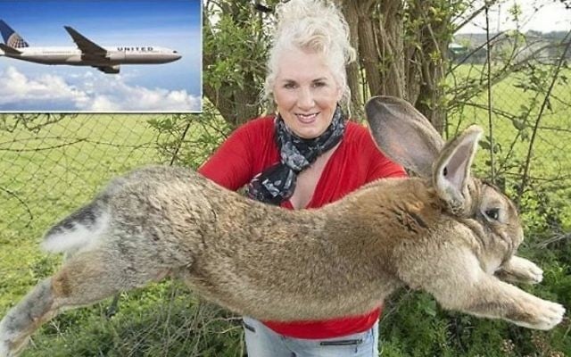 Annette Edwards holds her three foot long rabbit, Simon. A United Airlines plane is depicted in the left hand corner. (Screen capture/YouTube) Annette Edwards holds her three foot long rabbit, Simon. A United Airlines plane is depicted in the left hand corner. (Screen capture/YouTube)