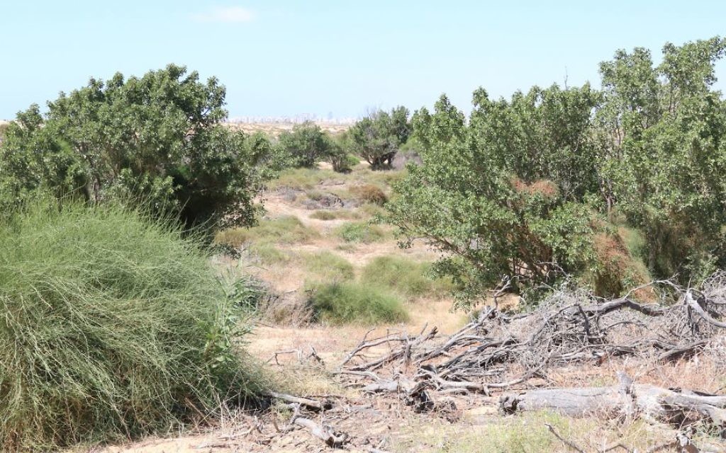 A trail through the sand dunes near Kibbutz Nitzanim. (Shmuel Bar-Am)