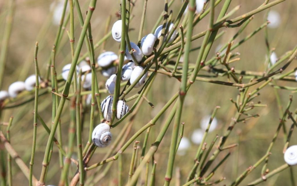 The area around Kibbutz Nitzanim in Israel's south, the scene of fierce fighting in the War of Independence, is now the site of a nature preserve. (Shmuel Bar-Am)