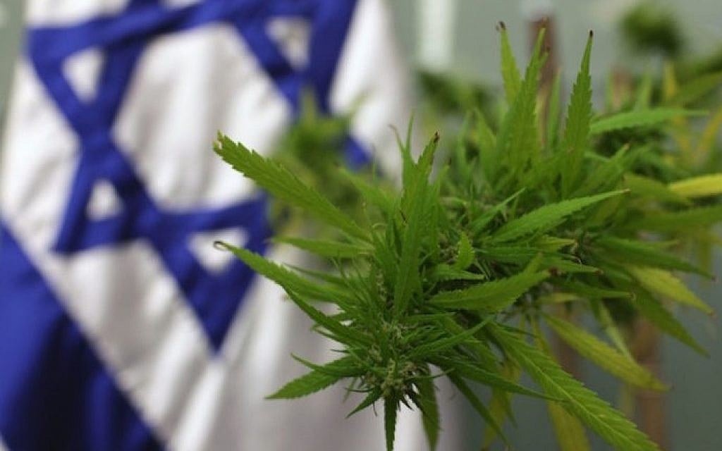 A cannabis plant at the Knesset in 2009 for a meeting on medical marijuana in the parliament's Labor, Welfare and Health Committee. (Kobi Gideon/Flash90) A cannabis plant at the Knesset in 2009 for a meeting on medical marijuana in the parliament's Labor, Welfare and Health Committee. (Kobi Gideon/Flash90)