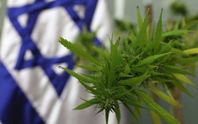 A cannabis plant at the Knesset in 2009 for a meeting on medical marijuana in the parliament's Labor, Welfare and Health Committee. (Kobi Gideon/Flash90) A cannabis plant at the Knesset in 2009 for a meeting on medical marijuana in the parliament's Labor, Welfare and Health Committee. (Kobi Gideon/Flash90)