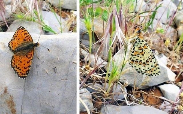 The Acentria's fritillary (Melitaea acentria) is a new butterfly species discovered in Israel on the Hermon ski resort. (Dr. Vladimir Lukhtanov/Pensoft Publishers for Press Release Use Under Creative Commons Attribution 4.0 International) The Acentria's fritillary (Melitaea acentria) is a new butterfly species discovered in Israel on the Hermon ski resort. (Dr. Vladimir Lukhtanov/Pensoft Publishers for Press Release Use Under Creative Commons Attribution 4.0 International)