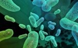 Illustration of bacteria (Courtesy)