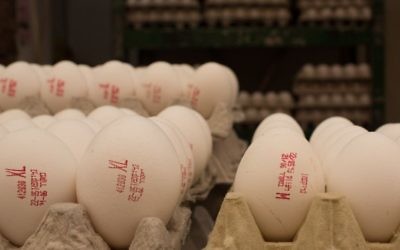 Barcodes that say XL and M size eggs written on cartons of eggs in Mahane Yehuda Market in Jerusalem, May, 12 2013. (Sarah Schuman/ Flash90)