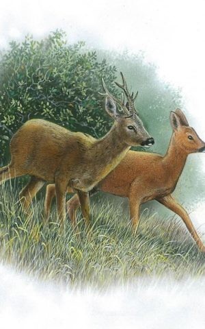 Two deer, as drawn for an original stamp by Tuvia Kurtz (Courtesy Tuvia Kurtz)