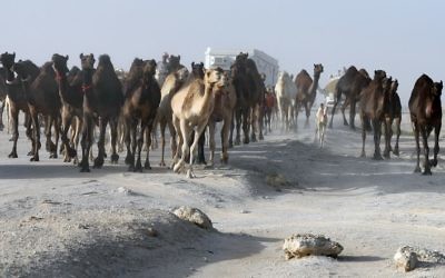 Qatari men herd camels in a desert area on the Qatari side of the Abu Samrah border crossing between Saudi Arabia and Qatar on June 21, 2017. (AFP PHOTO / KARIM JAAFAR)
