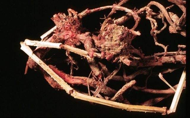 Roots of the madder plant used to produce the red pigment (Shahar Cohen, courtesy of Prof. Zohar Amar, Bar-Ilan University) Roots of the madder plant used to produce the red pigment (Shahar Cohen, courtesy of Prof. Zohar Amar, Bar-Ilan University)