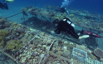 Researchers from the Interuniversity Institute for Marine Sciences in the southern Israeli resort city  of Eilat monitor coral growth while scuba diving on June 12, 2017 in the Red Sea off Eilat.  (AFP PHOTO / MENAHEM KAHANA)
