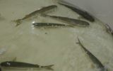 Grey Mullet swimming in Latimeira's Water Ring (Courtsy)