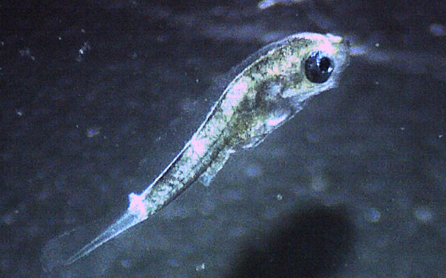 Grey Mullet larvae binocular in Latimeria's water ring (Courtesy)