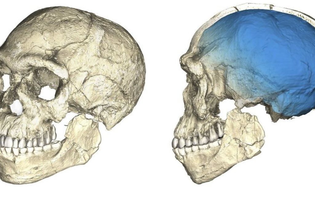 Undated artist rendering shows two views of a composite reconstruction of the earliest known Homo sapiens fossils from Jebel Irhoud (Morocco) based on micro computed tomographic scans of multiple original fossils (Philipp Gunz/Max Planck Institute for Evolutionary Anthropology via AP) Undated artist rendering shows two views of a composite reconstruction of the earliest known Homo sapiens fossils from Jebel Irhoud (Morocco) based on micro computed tomographic scans of multiple original fossils (Philipp Gunz/Max Planck Institute for Evolutionary Anthropology via AP)