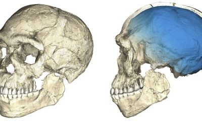 Undated artist rendering shows two views of a composite reconstruction of the earliest known Homo sapiens fossils from Jebel Irhoud (Morocco) based on micro computed tomographic scans of multiple original fossils (Philipp Gunz/Max Planck Institute for Evolutionary Anthropology via AP)