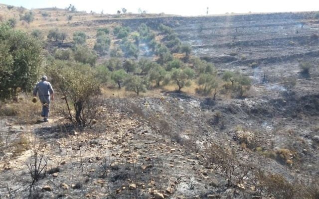 Olive trees outside the Palestinian village of Burin, which were burned by settlers from Yitzhar on June 28, 2017. (Courtesy: Yesh Din) Olive trees outside the Palestinian village of Burin, which were burned by settlers from Yitzhar on June 28, 2017. (Courtesy: Yesh Din)