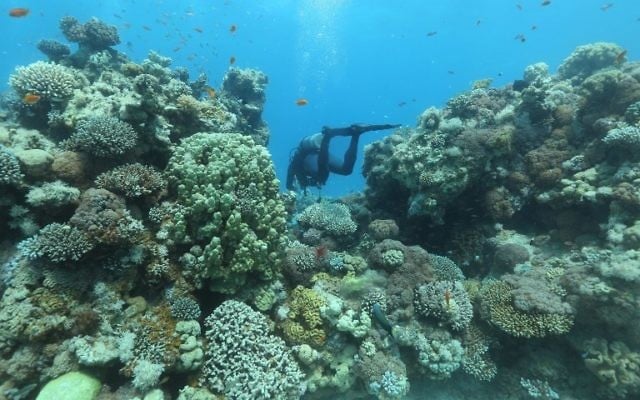 A scuba diver checks coral reefs in the Red Sea off the southern Israeli resort city of Eilat, June 12, 2017. (AFP PHOTO / MENAHEM KAHANA) A scuba diver checks coral reefs in the Red Sea off the southern Israeli resort city of Eilat, June 12, 2017. (AFP PHOTO / MENAHEM KAHANA)