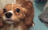 Daisy, a 3-year-old spaniel, died a hero. (GoFundMe via JTA)