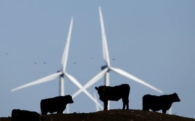 In this December 9, 2015 photo, cattle graze in a pasture against a backdrop of wind turbines, part of the 155-turbine Smoky Hill Wind Farm near Vesper, Kan. (AP Photo/Charlie Riedel, File)