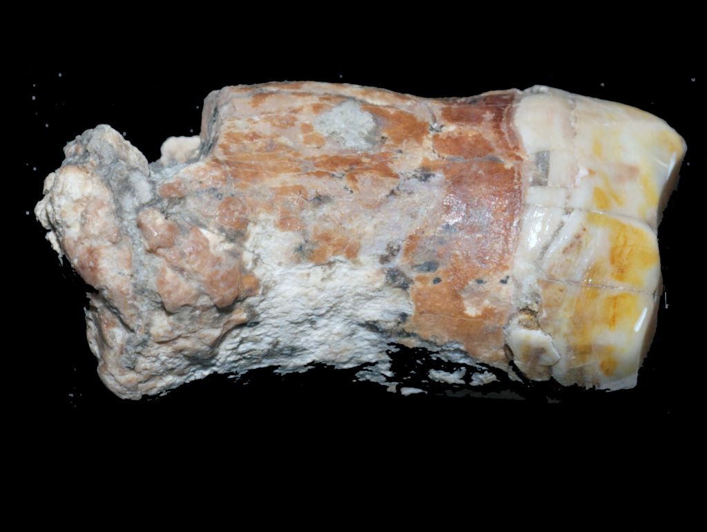 The Neanderthal tooth found at ‘Ein Qashish, on the banks of the Qishon stream in northern Israel. (Erella Hovers, courtesy of the Hebrew University of Jerusalem) The Neanderthal tooth found at ‘Ein Qashish, on the banks of the Qishon stream in northern Israel. (Erella Hovers, courtesy of the Hebrew University of Jerusalem)