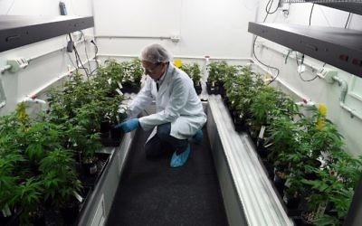 This picture taken on June 9, 2017, shows Peter Crook, chief executive of Cann group limited, examining two-months-old cannabis cuttings at an undisclosed location in Australia's Victoria state. (AFP Photo/Saeed Khan)