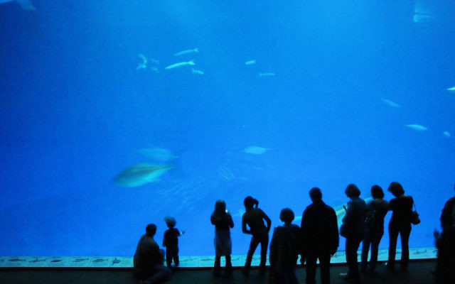 The Monterey Bay Aquarium. (CC BY, Jim G, Flickr)
