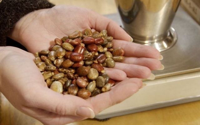 Castor beans, which can be used to make ricin poison, illustrative (AP Photo/Kevin Rivoli)