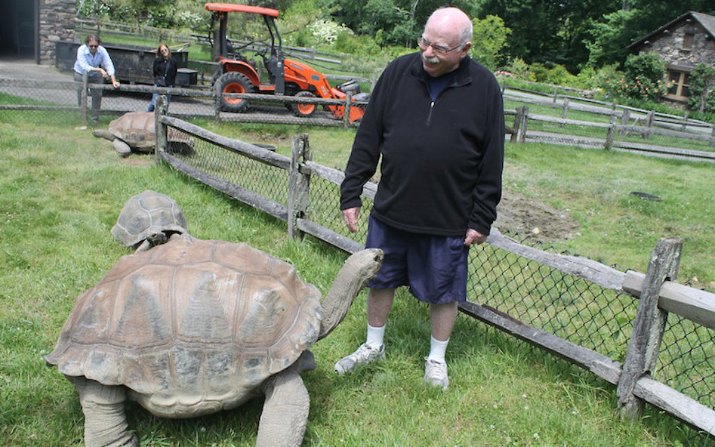 Steinhardt, who takes regular 90-minute strolls around his 55-acre private zoo, enjoys interacting with his tortoises. (Ben Sales/JTA) Steinhardt, who takes regular 90-minute strolls around his 55-acre private zoo, enjoys interacting with his tortoises. (Ben Sales/JTA)