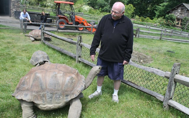 Steinhardt, who takes regular 90-minute strolls around his 55-acre private zoo, enjoys interacting with his tortoises. (Ben Sales/JTA)