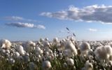 Cotton field (CC BY Mike Beauregard, Flickr)