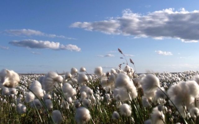 Cotton field (CC BY Mike Beauregard, Flickr) Cotton field (CC BY Mike Beauregard, Flickr)
