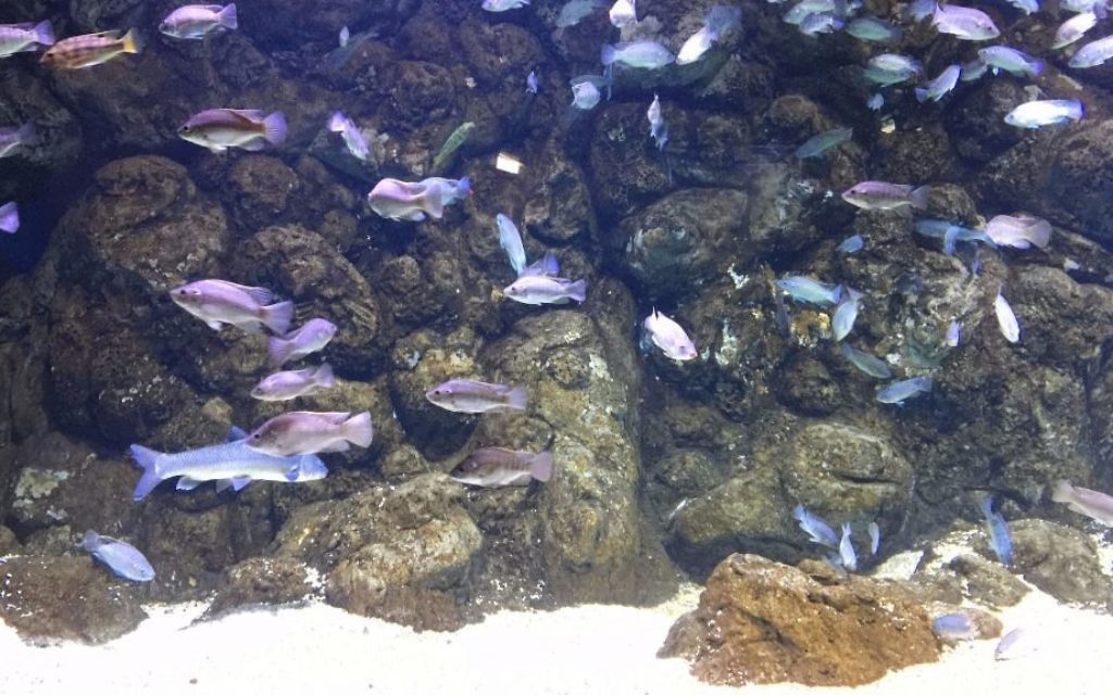 The Jerusalem aquarium, which wasn't supposed to open until sometime in July 2017, has fish placeholders in many of the tanks, as other fish are adjusting to the their new habitat in the aquarium's quarantine area (Jessica Steinberg/Times of Israel)