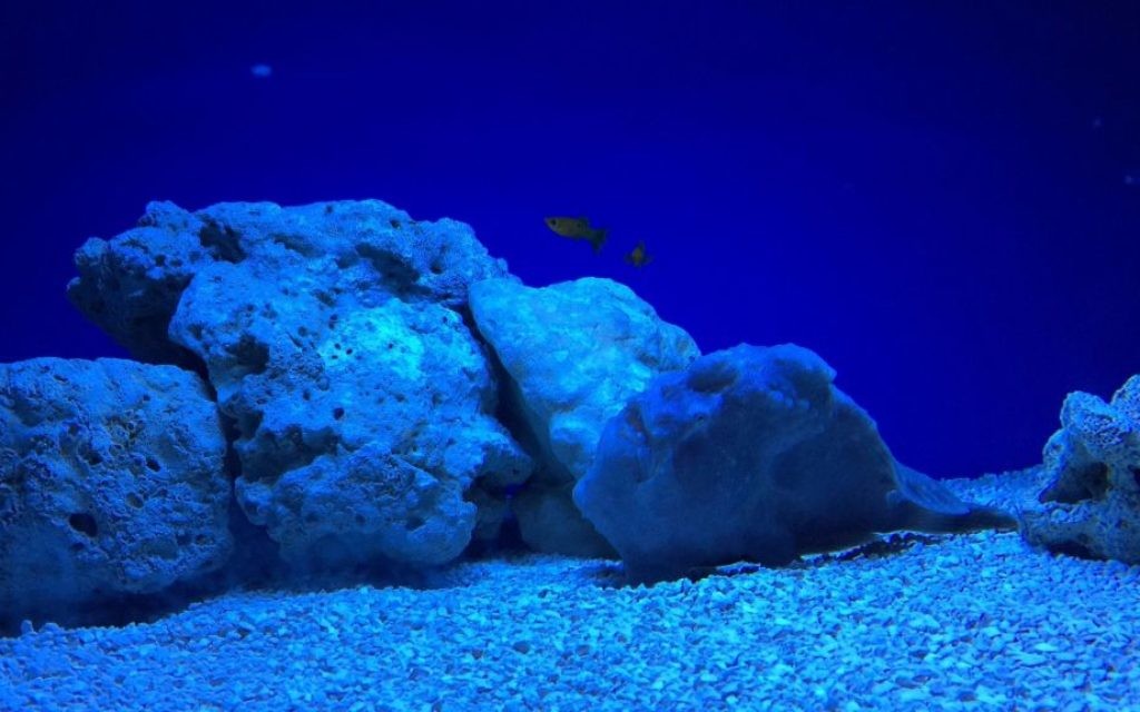 A stone fish (front, center), one of the fish on display in the new Gottesman Family Israel Aquarium (Jessica Steinberg/Times of Israel)